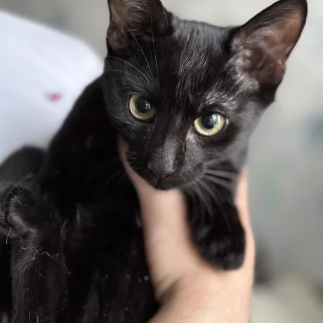 Кошеня чорне Бетмен котик