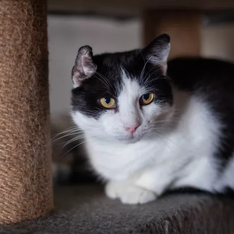 Це Катюх - хлопчик з дівчачим імʼям) колись він жив в селі, де за ним та ще багатьма котиками доглядала бабуся, а сусіди хотіли їх всіх отруїти. Інших котиків позабирали в родини. А Катюха ніхто не хотів брати додому, бо він шипів на людей, не довіряв. Це і зрозуміло, адже його хотіли отруїти.