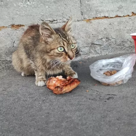 Котенок