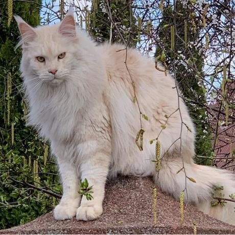 Загубився кіт Київська область, Осещіна