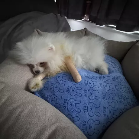 Отдам в хорошие руки Только Кропивницкий личная встреча . Собака Шпиц девочка белая  3,5 месяца  Вес 3.160грамм Все прививки есть  Паспорт есть  Очень хорошая Ласковая Спокойная  Покупали за 18тыс гривен. Упала неудачно с дивана маленькой высоты , перелом передней лапы левой .  Была сделана операция , вставлена спица. Нету возможности присматривать((