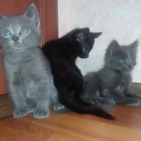 5 кошенят. 1.5 місяці.