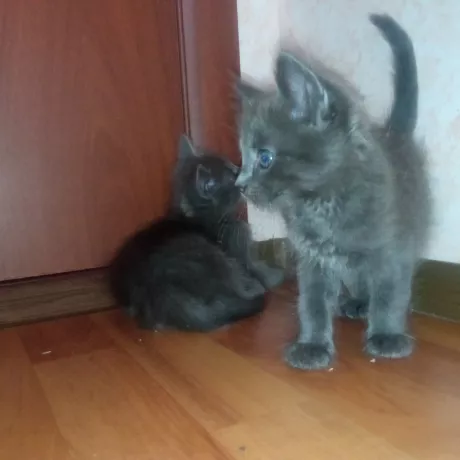 5 кошенят. 1.5 місяці.