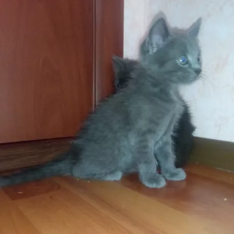 5 кошенят. 1.5 місяці.