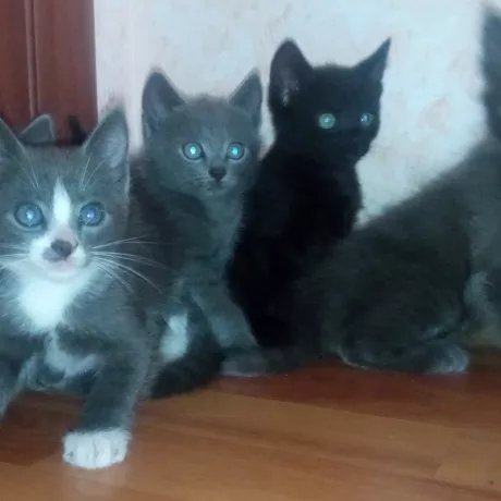 5 кошенят. 1.5 місяці.
