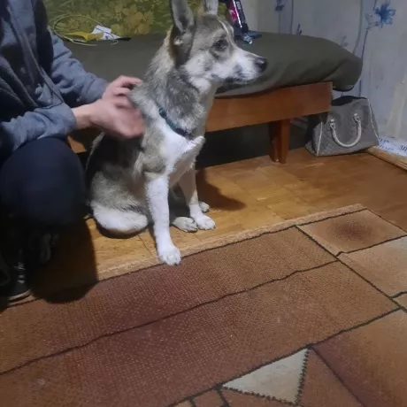 Дуже спокійний та гарний песик 