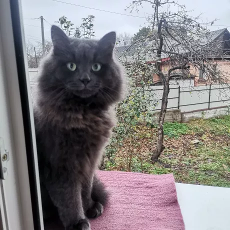 Доброго дня, допоможіть будь ласка знайти мого кота.  Живу в приватному секторі, постійно гуляє на вулиці, завжди приходить. Мала каструвати, ось в цьому місяці буде рік. На шиї світловібдивач і дзвіночок синього кольору. Кіт сірий з зеленими очами. В четвер 08.02.2024 вже не з'явився додому. Загубився в районі Корбутівки (Монумент Слави, вул. Радивілівська, центральний руднік)  Дуже прошу розмістити, та знайти за винагороду. 