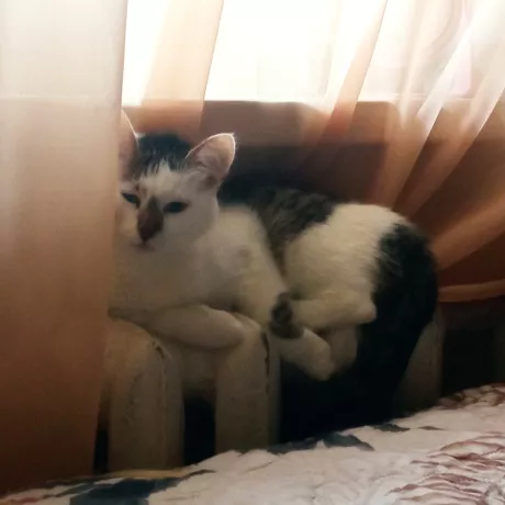 Кішка Бася 