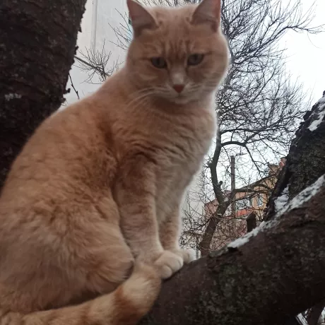 Пєрсіковий киця