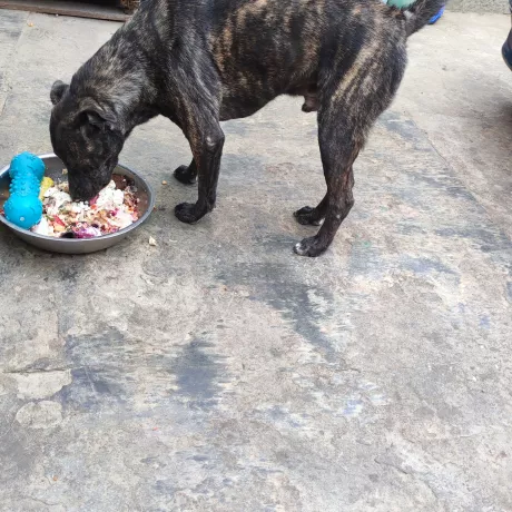 Хлопчик два роки, дуже любе людей,грайливий, але дещо агресивний до інших тварин...