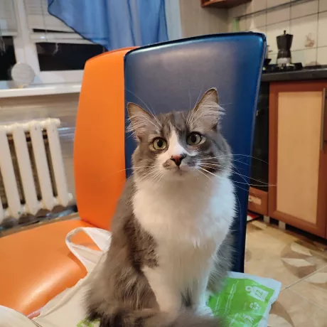 Сіро - білий, зелені очі, пухнастий, має мікрочіп 