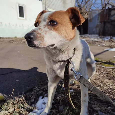 HELP ❗❗❗ Цуцик Малюк шукає сім'ю, якій зможе подарувати свою любов. За своє недовге життя він вже відчув, що таке зрада, голод, холод та людська байдужість.   Малюк невеликий, дуже цікавий та харизматичний рудовухий дзвіночок. Не дивлячись на свій зріст буде гарним захисником вашої домівки та вірним другом . 