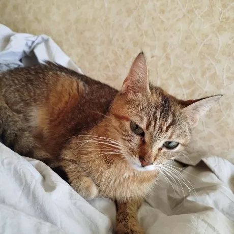Кошка лежит 