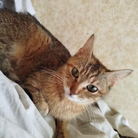 Кошка лежит 