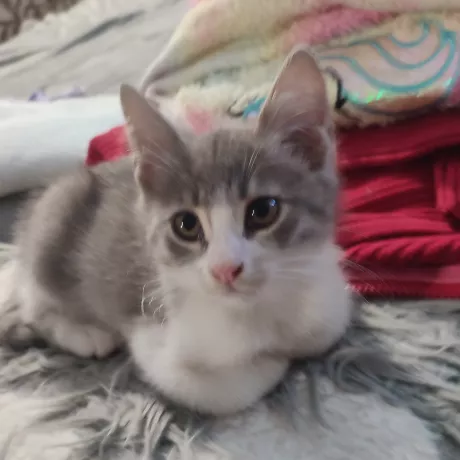 Веніамін контактний. Привчений до лотка лише з наповнювачем. Буде крупним. 