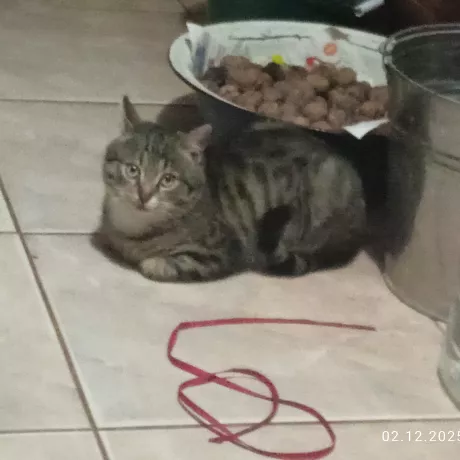 котик ласкавий і милий, але не зовсім приручений, боїться людей, втікає, приблизно 3 місяці