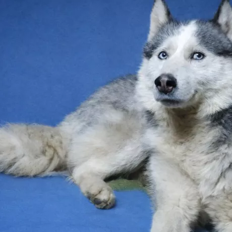 Чорно-біло-сірий хаскі, блакитні очі, носик двоколірний, маска біла