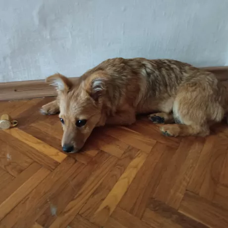 Собака відмовляється лежати на килимі , подобається на підлозі 🥲