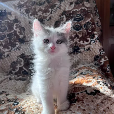 🐾 Шукаємо для кошеняти люблячу родину! 🐾 Віддам чарівне кошеня у добрі та відповідальні руки. Це маленький клубочок ніжності, тепла та радості, який мріє знайти свій справжній дім. Кошеня подарує вашій оселі затишок, наповнить її веселими іграми, муркотінням та щирою любов’ю. Воно стане вірним другом, який завжди чекатиме на вас удома, підніматиме настрій після важкого дня та даруватиме безліч теплих моментів.