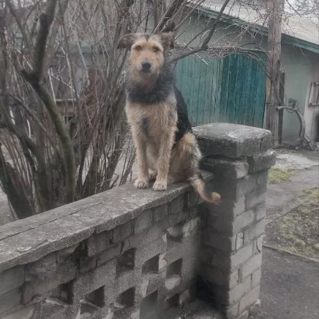 Загубилася собака, м. Кам'янське, район Соцмісто, дівчинка 3 роки, без породи, приблизно 40 см в холці, вага 13 кг. 