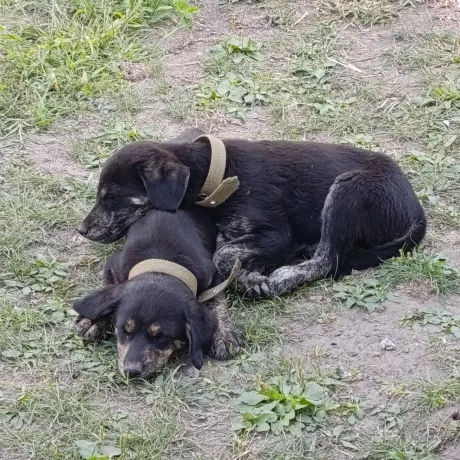 Річі (поруч Чарлі, теж віддаю в добрі руки) більш чорно-сірого окрасу. Грайливий, лагідний песик)