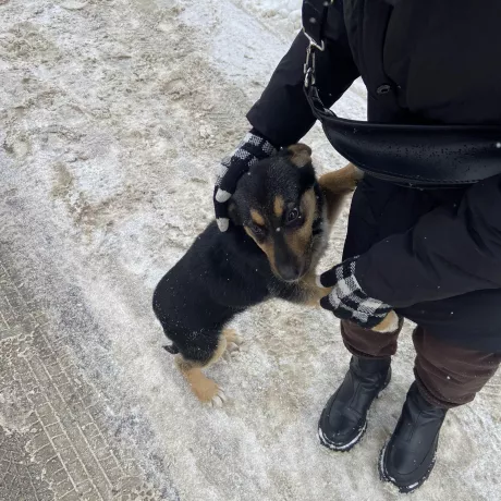 Залишили собаку, ймовірно порода вівчарка, дівчинка, грайлива, шукає хороших господарів вкі не покинуть, зараз на перетримці( оскільки умов для собаки не має)