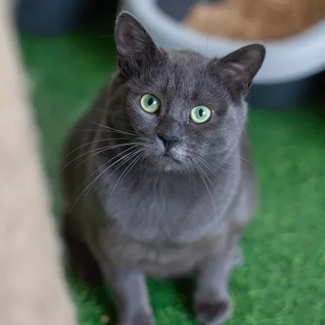 Котик Пан Сірко 