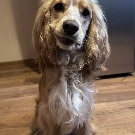 Кокер спаніель, 8 місяців, провакцинований, кастрований 