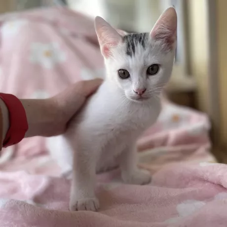 Кліф