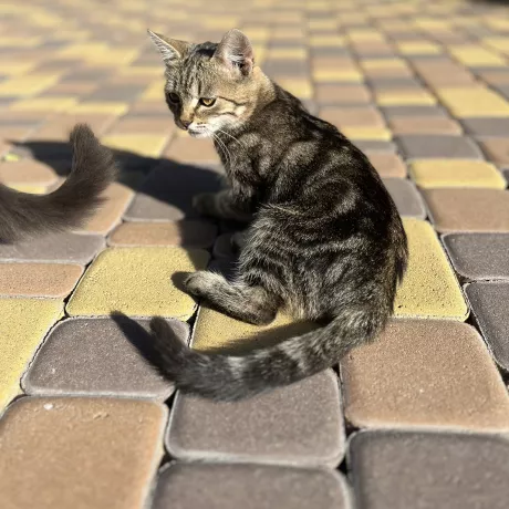Кошеня 3 місяці десь. Схожий на відомого кота Степана. Оброблений від кліщів, бліх і глистів
