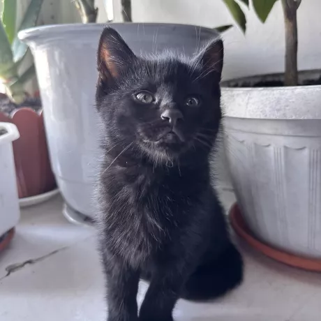 Котик, порода "руська голуба", 2 місяці, хлопчик