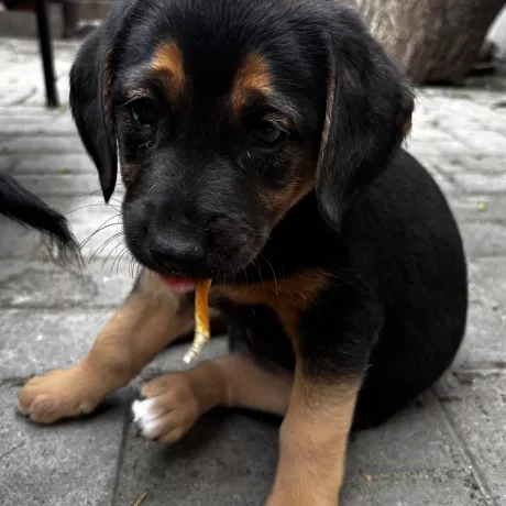 🐾 Шукаємо дім для цуценяти 🐾  Це маленьке диво дуже потребує люблячої родини. Цуценяті близько 2 місяців, вона активна,грайлива та ласкава. Малюк мріє знайти свій дім, де його будуть любити та піклуватися про нього.  Зараз цуценя перебуває на тимчасовій перетримці, але довго залишатися там не може. Дуже не хочеться, щоб воно опинилося на вулиці.  Будь ласка, придивіться до цього малюка. Можливо, саме він стане вашим найкращим другом на багато років ❤️  📍 Одеса,Авангард 📞 0938166066 Альбіна   