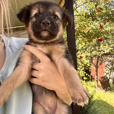 хорошенька собачка