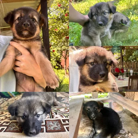 хороші маленькі цуценята