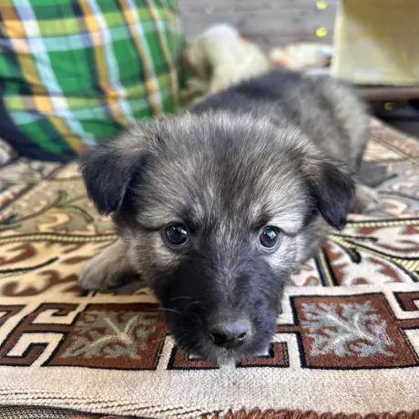 хороші собачки