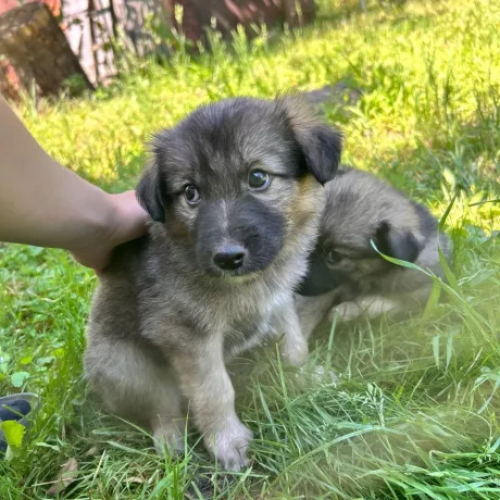 добра собачка