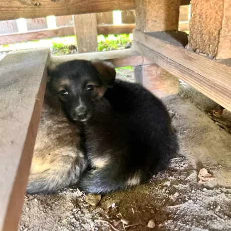 маленька собачка