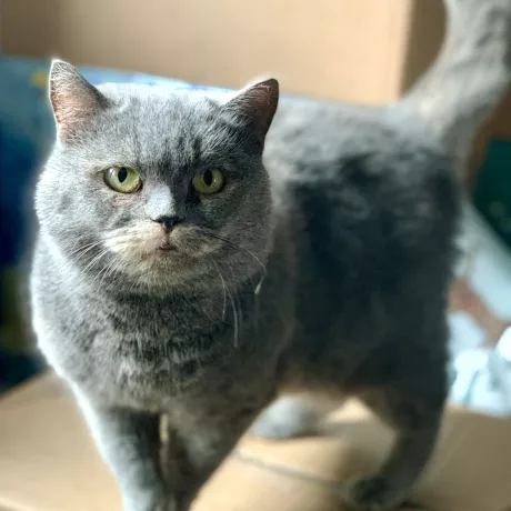 Шукає дім чудова кішечка метис британської породи. Вік близько 7 років. Стерилізована, щеплена. Харків