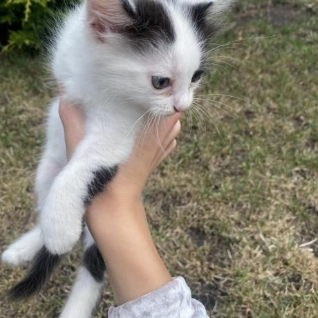 Пʼять кошенят,хлопчики та дівчатка 