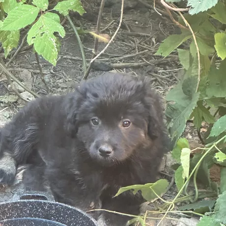 Чарівний пухнастий хлопчик, 3 місяці. Чорна шерстка та розумні оченята. Ласкавий і грайливий малюк шукає дім та люблячих господарів