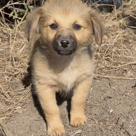 Маленька дівчинка 🐶❤️ Вік точно невідомий. Дуже грайлива, активна та допитлива. Шукає люблячу родину й теплий дім, де стане справжньою улюбленицею 