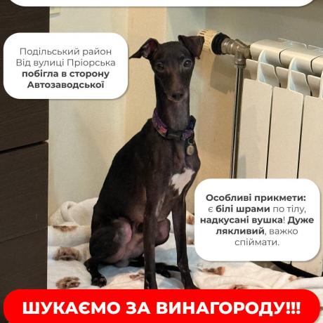 ДРУЗІ, Я БЛАГАЮ ВАС! ДОПОМОЖІТЬ ЗНАЙТИ СОБАКУ!   ‼️ ЗАГУБИЛАСЯ СОБАКА! ‼️ КИЇВ ПОДІЛЬСЬКИЙ РАЙОН  Від вул. Пріорська побігла в бік Автозаводської!  ⚠️ Порода: левретка ⚠️ Вага: 5 кг, дуже худий ⚠️ Статус: кастрований, чіпований  Особливі прикмети:  • Білі шрами по тілу  • Надкусані вушка  • Дуже наляканий, важко підійти, зловити складно!  ‼️ БУДЬ ЛАСКА, ДЗВОНІТЬ У БУДЬ-ЯКИЙ ЧАС! Навіть якщо просто побачили і не змогли зловити!  ШУКАЄМО СОБАКУ ЗА ВИНАГОРОДУ!  📞 067 724 74 00 📞 093 81 74 267  🙏 Прошу кожно