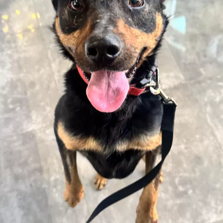 Зараз Стів щасливий пес