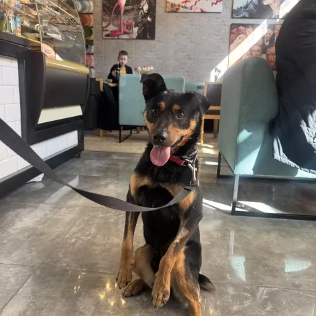 Стів соціальний хлопчик, їздить в авто,ходить в кавʼярні, дружній до людей 