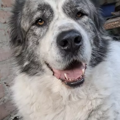 Akhtar is a 6-year-old neutered male, a large Central Asian Shepherd (Alabai mix). He is healthy, friendly with people, calm by nature, and used to living around adults, children, and other dogs.