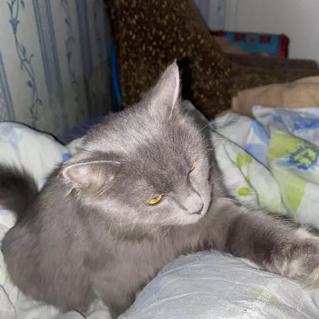 Киця шукає дім  Молода, лагідна й грайлива. Привчена до лотка, здоров, найшлась на вулиці. Віддам у добрі руки 