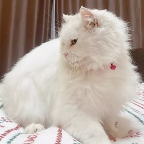 Ця леді з хмаринки поводилась так, ніби знає правила етикету краще за багатьох людей: не шурхотіла зайвим, не просила гучно їсти — просто підходила, торкалась носиком і тихо муркотіла, ніби казала: «Я тут. Я поряд. Можна я трохи побуду твоїм світлом?»