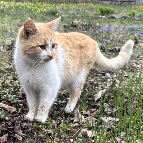 Рудий з білим кіт стоїть на молодій зеленій траві та торішньому сухому листі. На задньому плані видно двір із весняними блакитними та жовтими квітами. Кіт дивиться вбік.