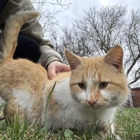 Людина гладить рудого з білим кота, який сидить на траві. На задньому плані видно дерева без листя, похмуре небо та частину цегляної будівлі.
