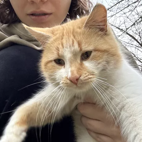 Зблизька: людина в темному одязі тримає на руках пухнастого рудо-білого кота. Кіт має спокійний, трохи сонний вираз мордочки.